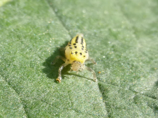 geel met zwarte stippen